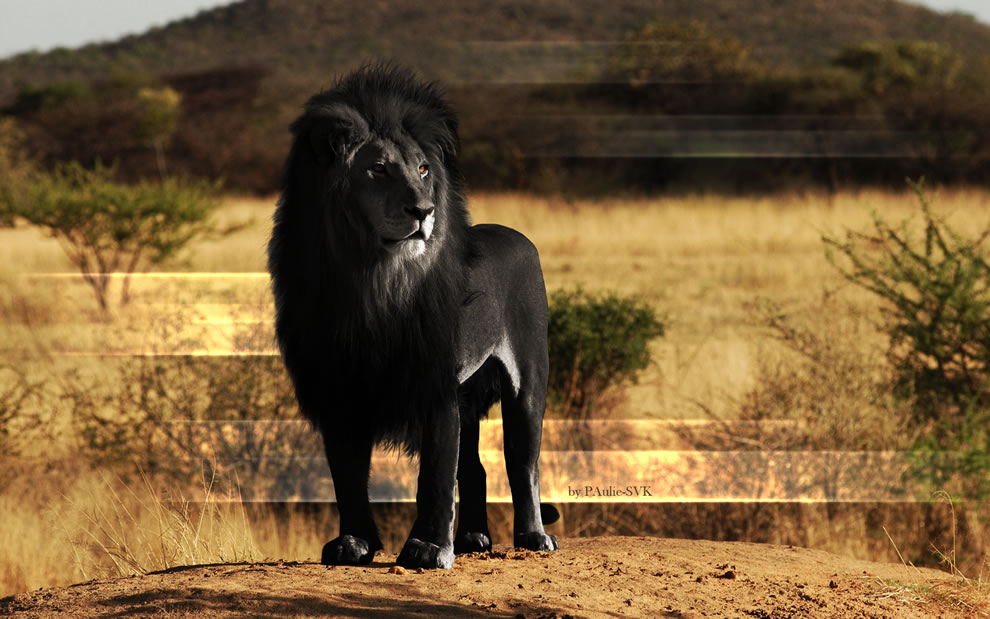 Majestic-Black-Lion